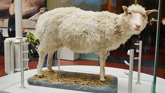 Oveja Dolly: el primer animal clonado