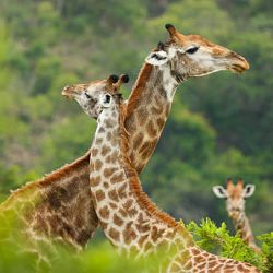 Las jirafas machos se acercan a 150 hembras antes de encontrar una que esté lista para poder aparearse.
