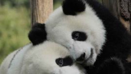 Los animales también manifiestan su amor.