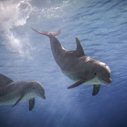 Delfines nadan en una piscina del parque zoológico Planete Sauvage en Saint-Père-en-Retz, oeste de Francia. | Foto:LOIC VENANCE / AFP