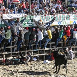 Un toro se acerca a las gradas durante el festival Corralejas en Guaranda, Sucre, en el noreste de Colombia. | Foto:JUAN BARRETO / AFP