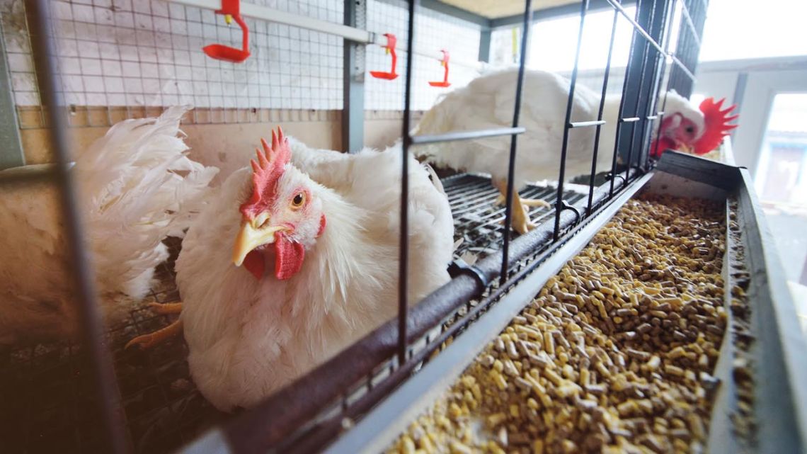 Avian flu: the recommendations of the Ministry of Health to avoid catching it