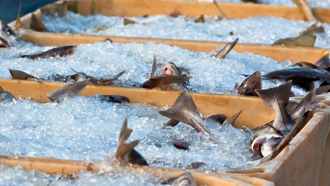 Argentine tarpon with pesticides, the most contaminated in the world