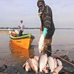 El sábalo se considera el recurso pesquero más abundante en la Cuenca del Plata y un estudio encontró altas concentraciones de plaguicidas en muestras recogidas en el tramo inferior del río Salado.