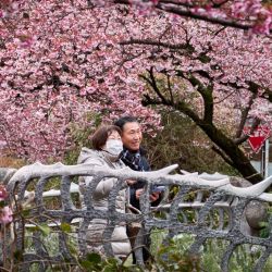 Personas disfrutan del paisaje de las flores de cerezo, en Atami de Shizuoka, Japón. | Foto:Xinhua/Zhang Xiaoyu