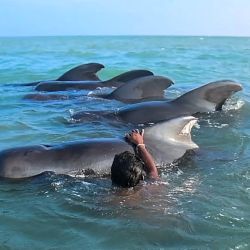 Un pescador de Sri Lanka intenta empujar hacia atrás a los calderones varados en aguas profundas en la costa noroeste de Kudawa. | Foto:AFP