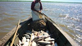 El sábalo se considera el recurso pesquero más abundante en la Cuenca del Plata y un estudio encontró altas concentraciones de plaguicidas en muestras recogidas en el tramo inferior del río Salado.