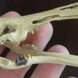 El cráneo perteneciente al Patagorhynchus pascuali.