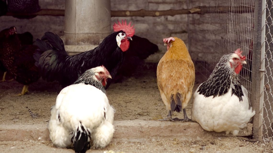 En nuestras aulas conviven cóndores, pavos, gallinas y teros