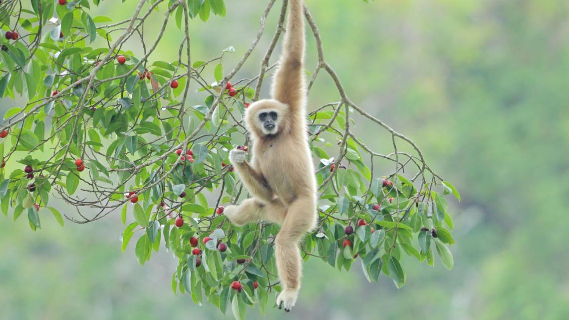 Mono se consagra como pintor en zoológico de Brasil