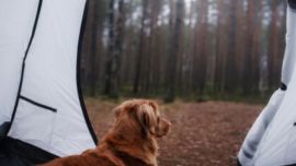 Los 10 tips infalibles que hay que tener en cuenta cuando salimos con el camper y el animal de la casa.