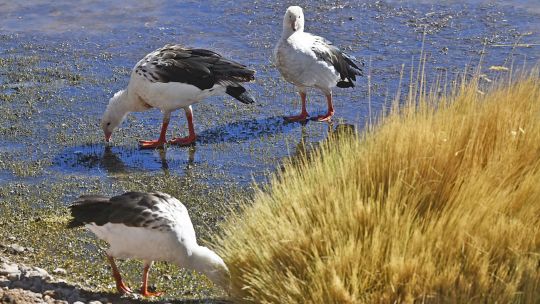 Confirmaron el primer caso de influenza aviar en la Argentina