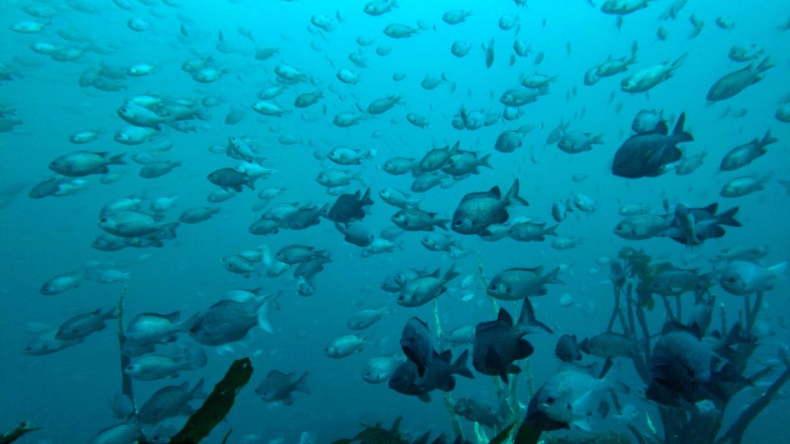 In this file photo taken on October 07, 2021, submarine view of fish in Punta Choros, La Higuera, Chile. Chile aims to become the first country in the world with a marine protected area (MPA) in international waters off its coast -- a Pacific paradise for whales, turtles, corals and other species, dozens of them endangered.