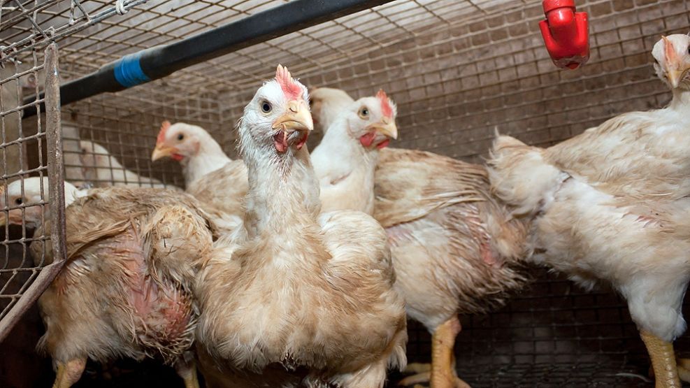 Preocupación por la gripe aviar