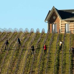 Trabajadores agrícolas comprueban las vides en un viñedo, en Cramant, este de Francia. | Foto:FRANCOIS NASCIMBENI / AFP