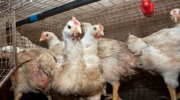 Gripe aviar en Argentina: qué es y cómo se transmite