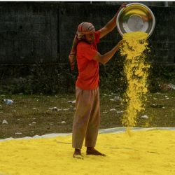 Un trabajador seca Gulal (polvo de color) para su posterior envasado y venta antes del próximo festival hindú de primavera, en las afueras de Siliguri, India. | Foto:Diptendu Dutta / AFP