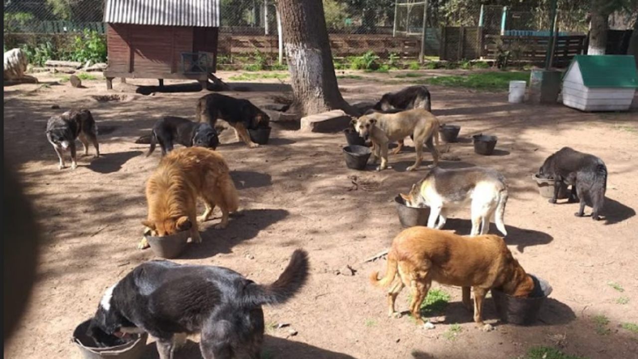 Animales Rescatados Realizan una colecta para ayudar a una ONG en la que viven más de 200 ...