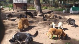 La colecta será destinada a los animales que viven en el refugio de APRANI.