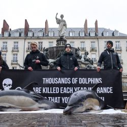 Miembros de la organización de conservación marina Sea Shepherd Conservation Society (SSCS) sostienen una pancarta en la que se lee "Miles de delfines son asesinados cada año en Francia para que puedas comer pescado" frente al cadáver de dos delfines encontrados el día anterior, en el mar, frente a Les Sables d' Olonne, durante una manifestación para denunciar la pesca no selectiva, en Nantes, oeste de Francia. | Foto:SEBASTIEN SALOM-GOMIS / AFP