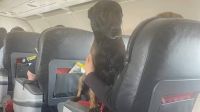 Perros rescatistas regresan de Turquía