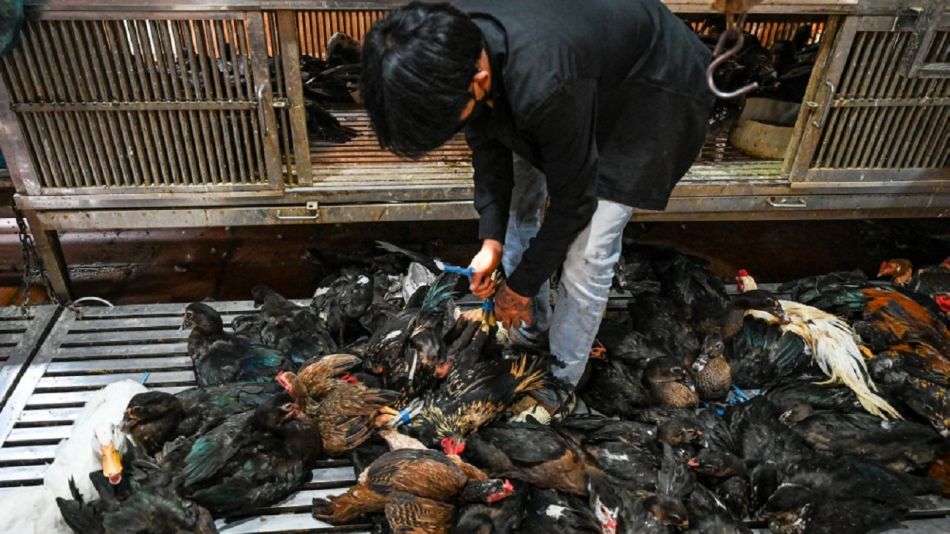 Gripe aviar en Camboya
