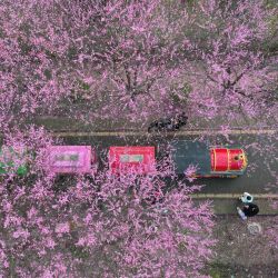 Vista aérea de visitantes disfrutando de paisajes florales en un vehículo de turismo, en el distrito de Zuqing, en la provincia de Guizhou, en el suroeste de China. | Foto:Xinhua/He Chunyu