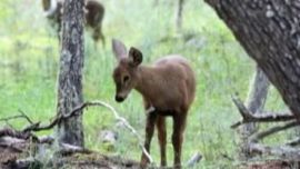 La especie se encuentra en peligro de extinción en el mundo.
