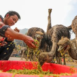 Esta foto muestra a un granjero alimentando avestruces en su granja en el condado de Cengong, en la provincia suroccidental china de Guizhou. | Foto:AFP