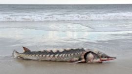 En la isla Assateague (Estados Unidos), apareció el cuerpo de un esturión atlántico, animal que habita la Tierra desde la era de los dinosaurios.