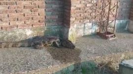 El yacaré presentaba grandes signos de agotamiento.