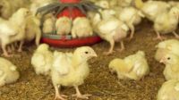 Se detectó el primer caso de gripe aviar en aves de corral