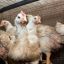 Some 260,000 birds killed by avian influenza in Argentina