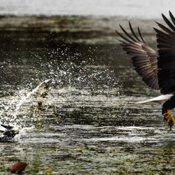 Un águila calva se abalanza y atrapa un ave en sus garras en el Orlando Wetlands Park en Christmas, Florida. | Foto:JIM WATSON / AFP