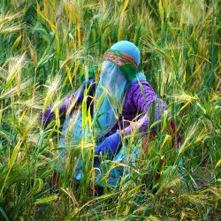 Una agricultora con velo recoge una cosecha de trigo en las afueras de Ajmer, India. | Foto:Himanshu Sharma / AFP