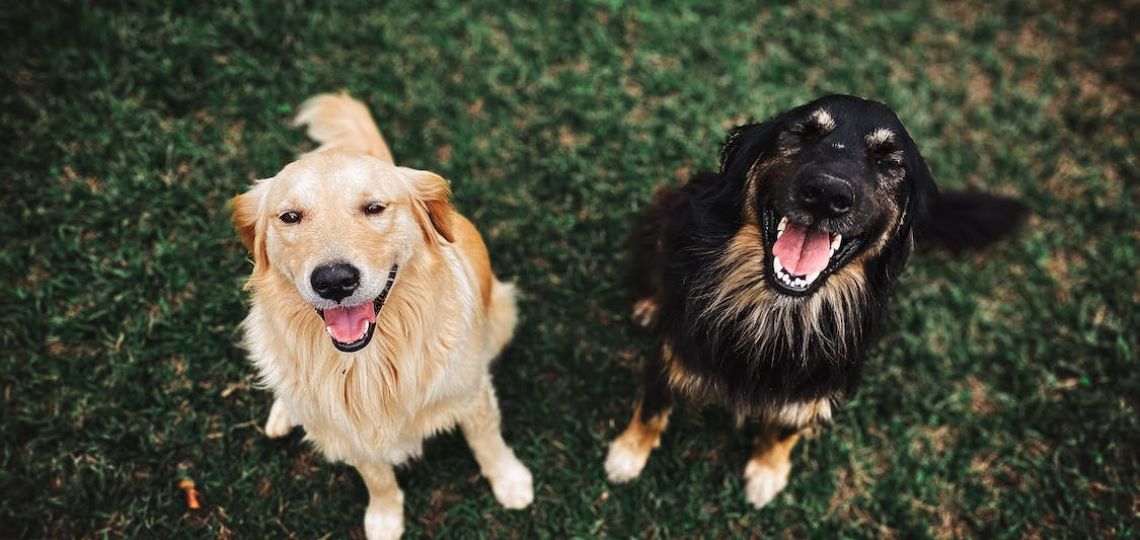 Juguetes para el cuidado bucal de tu perro