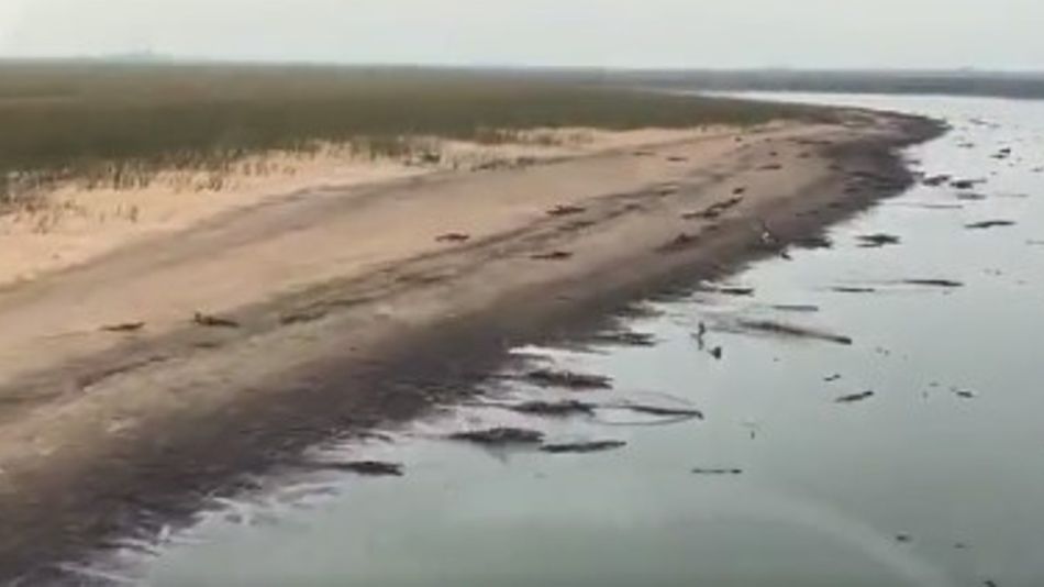 Yacarés en Corrientes 20230302