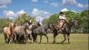 Campo argentino, Urdinarrain en Entre Ríos 20230302