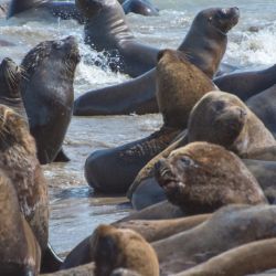 se volvió a registrar una gran cantidad de lobos marinos con cuadros de desnutrición y deshidratación de distinta gravedad.