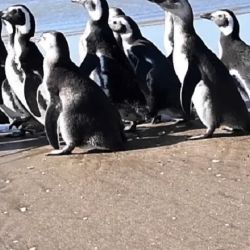Muchos pingüinos magallánicos que aparecen varados durante los meses de febrero, marzo y de abril se encuentran en su primer viaje migratorio y, por lo tanto, son mucho más vulnerables. 