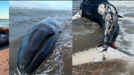 Hubo casos de ingesta de basura y enmalle en redes de pesca.
