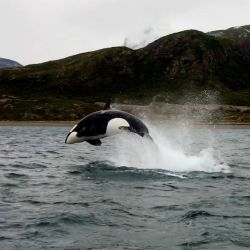 Orcas | Foto:cedoc