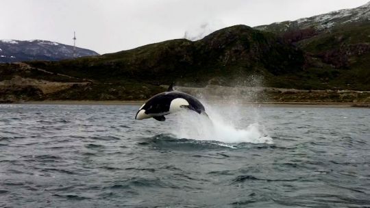 Cuánto cuesta avistar orcas en Península de Valdés