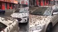 lluvia de gusanos china g_20230306