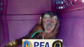 El primate se encontraba en muy malas condiciones de salud.