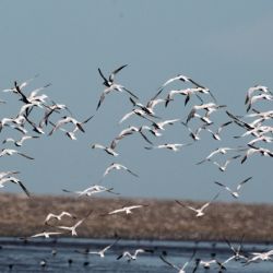 La reserva protegerá sitios considerados como Área Valiosa de Pastizal y Área Importante para la Conservación de las Aves (AICA