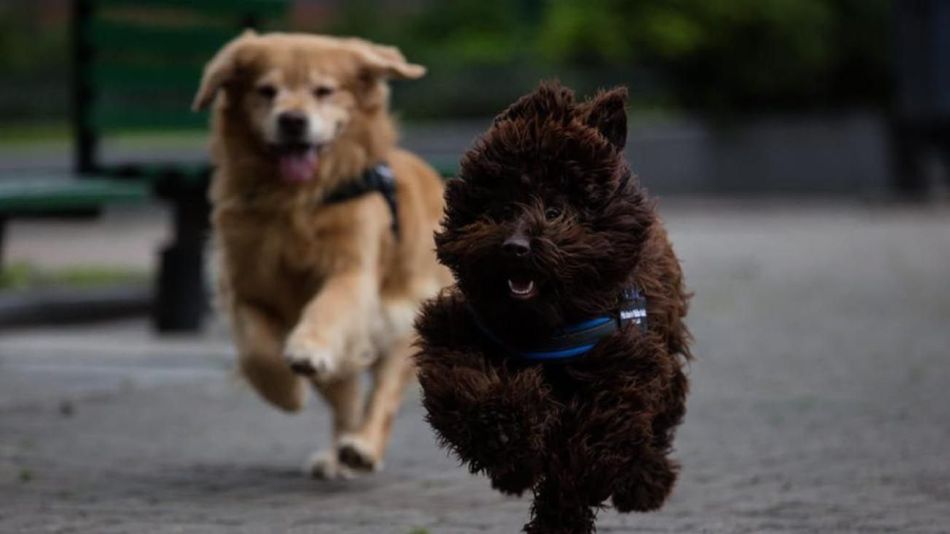 Perros de Asistencia Judicial CABA