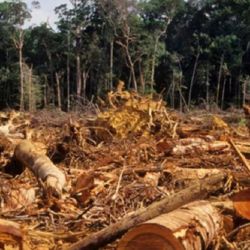 De mantenerse el ritmo de deforestación en el Congo, a finales de siglo las precipitaciones en la región podrían reducirse entre un 8% y un 12%, 