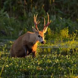 En Corrientes, el ciervo de los pantanos es considerado Monumento Natural y Especie Protegida.