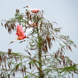 Espátulas rosadas posadas sobre un árbol en el Orlando Wetlands Park en Christmas, Florida. - El parque de 1650 acres es un humedal artificial diseñado para proporcionar un tratamiento avanzado a las aguas regeneradas de la ciudad de Orlando y otras ciudades locales. | Foto:JIM WATSON / AFP
